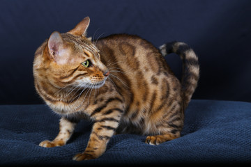 chat, chaton, animal, animal de compagnie, joli,  domestique, chat, jeune, fourrure, yeux, portrait, chat tigré, animal de compagnie, mammifère, adorable, blanc, chat, isolé, regardant, animal, beau, 