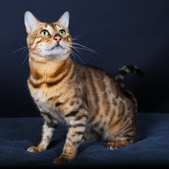 chat, chaton, animal, animal de compagnie, joli,  domestique, chat, jeune, fourrure, yeux,...