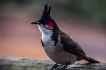 Obraz premium oiseau Mauricien