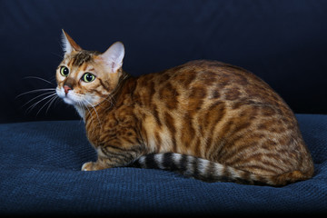 chat, chaton, animal, animal de compagnie, joli,  domestique, chat, jeune, fourrure, yeux,...