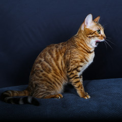 chat, chaton, animal, animal de compagnie, joli,  domestique, chat, jeune, fourrure, yeux, portrait, chat tigré, animal de compagnie, mammifère, adorable, blanc, chat, isolé, regardant, animal, beau, 