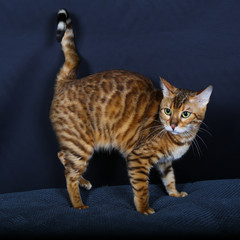 chat, chaton, animal, animal de compagnie, joli,  domestique, chat, jeune, fourrure, yeux, portrait, chat tigré, animal de compagnie, mammifère, adorable, blanc, chat, isolé, regardant, animal, beau, 