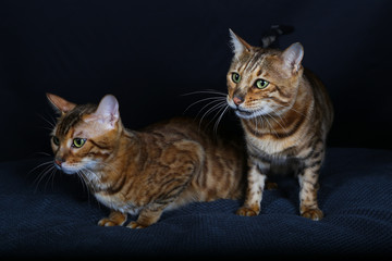 chat, chaton, animal, animal de compagnie, joli,  domestique, chat, jeune, fourrure, yeux,...