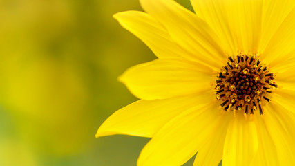 Yellow flower on a blurred green background, suitable for greeting card, banner, flyer, with a free space for text; beautiful floral wallpaper