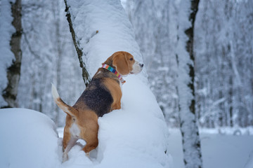 Beagle dog on a walk in the winter snow-covered Park