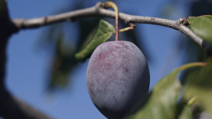 ripe plums on the tree