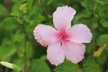 flower, pink, nature, garden, green, plant, flowers, purple, bloom, flora, blossom, summer, beauty, beautiful, spring, leaf, macro, petals, petal, floral, geranium, white, closeup, red, hibiscus