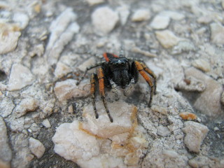 crab spider on the beach