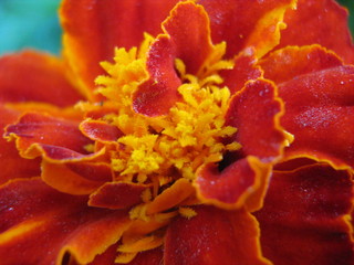Naklejka na ściany i meble closeup of a red flower