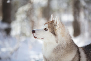 Profile Portrait of gorgeous, prideful and free Siberian Husky dog sitting on the snow in the fairy forest in winter © Anastasiia