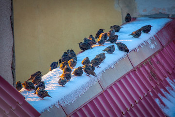 flock of birds in the winter 