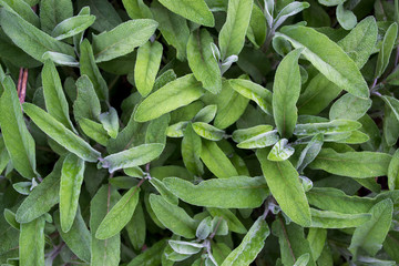 Salvia officinalis with green leaves is a big bush. Back of the leaves of the sage. Salvia officinalis