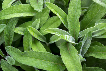 Salvia officinalis with green leaves is a big bush. Back of the leaves of the sage. Salvia...