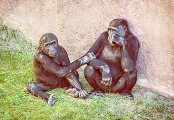 Young Western lowland gorilla