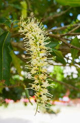 Macadamia tree close up of flower macadamia nut hang on tree branch and green leaf macadamia in the garden fruit background