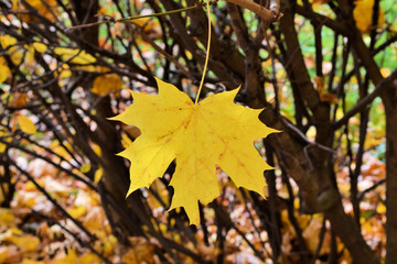 Single autumn yellow maple leave - tree details