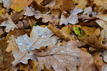 Oak autumn fallen leaves close-up with raindrops. Autumn background.
