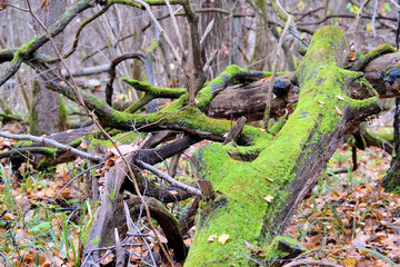 Snag covered with bright green moss in the autumn forest