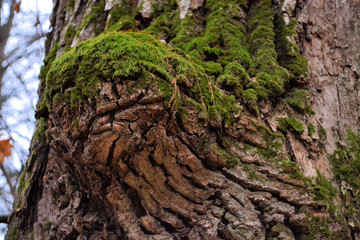 The trunk of a large tree. Bark close up.
