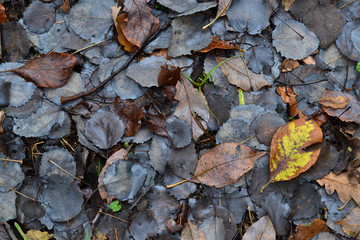 Fallen autumn leaves in the forest. Darkened by time. One yellow leaf