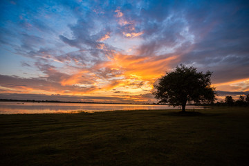 one tree landscape / beautiful tree sunset standing near the river and beautiful sunrise or sunset