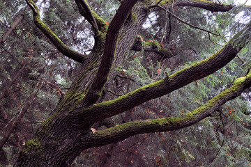Large moss (oak) branches without leaves in a dark autumn forest