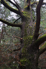 Large moss (oak) branches without leaves in a dark autumn forest