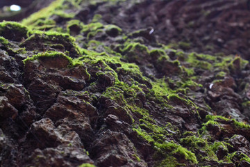 Large moss (oak) branches without leaves in a dark autumn forest