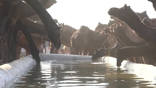 Camels drink water in desert Thar during the annual Pushkar Camel Fair near holy city Pushkar, Rajasthan, India. This fair is largest camel trading fair in the world. Close up