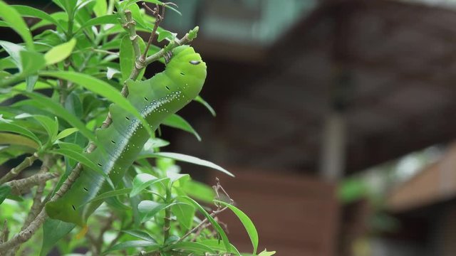Beautyful green caterpillar with blue and white eyespots,4K video.
Daphnis nerii climbing on top of branch eating green leafs  ,oleander hawk moth&nbsp;or&nbsp;army green moth.