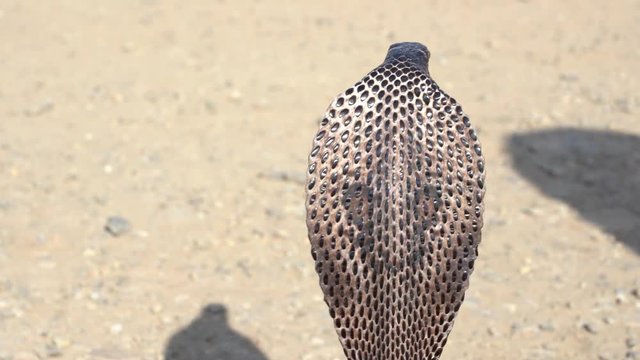 Indian cobra in Pushkar, India. Cobra snake close up portrait.