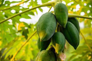 young papaya in papaya tree in garden, plant or fruit from Thailand.