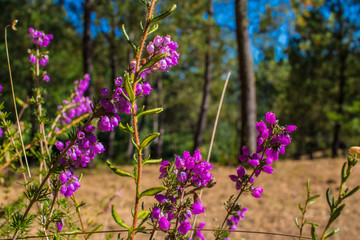 purple flowers in forest