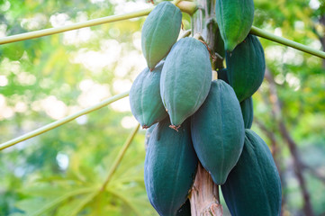 young papaya in papaya tree in garden, plant or fruit from Thailand.