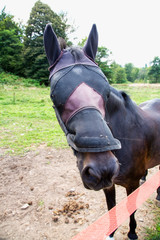 Fototapeta premium Horse with blinded eyes