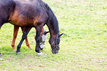 Fototapeta premium Horses eating in the grass