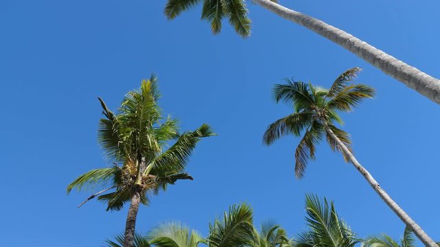 Top of coconut palm trees on blue sky background