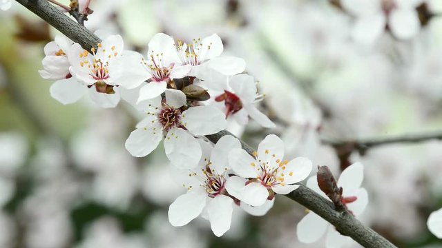 wild cherry blossom in spring in Germany 