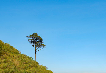 alone birch tree on hill slope with blue sky at mountain nature / One tree on green field on slope