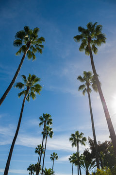 Tall palm trees with blue sky and some clouds and sun rays