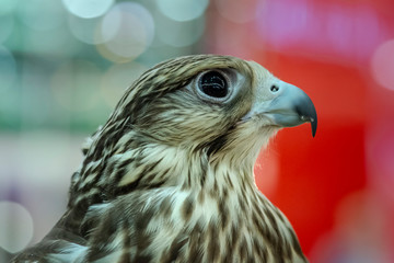 bird of prey