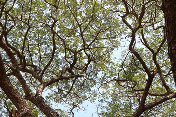 under of tree at spring season