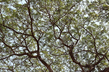 under of tree at spring season