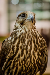 bird of prey