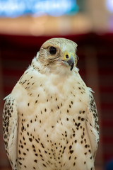 falcon portrait 