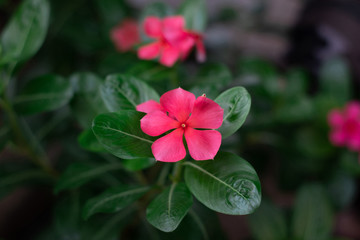 Red flower in the garden, close up