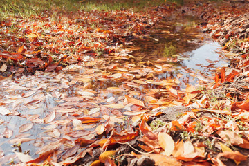 Stream with dry autumn leaves