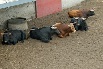 Taureaux