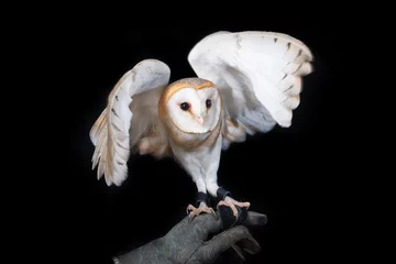 Crédence de cuisine en verre imprimé Hibou owl barn wildlife bird animal nature wild prey eye look hunter 