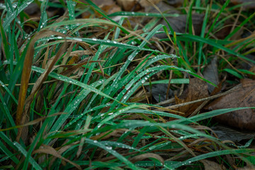Grashalme mit Wassertropfen